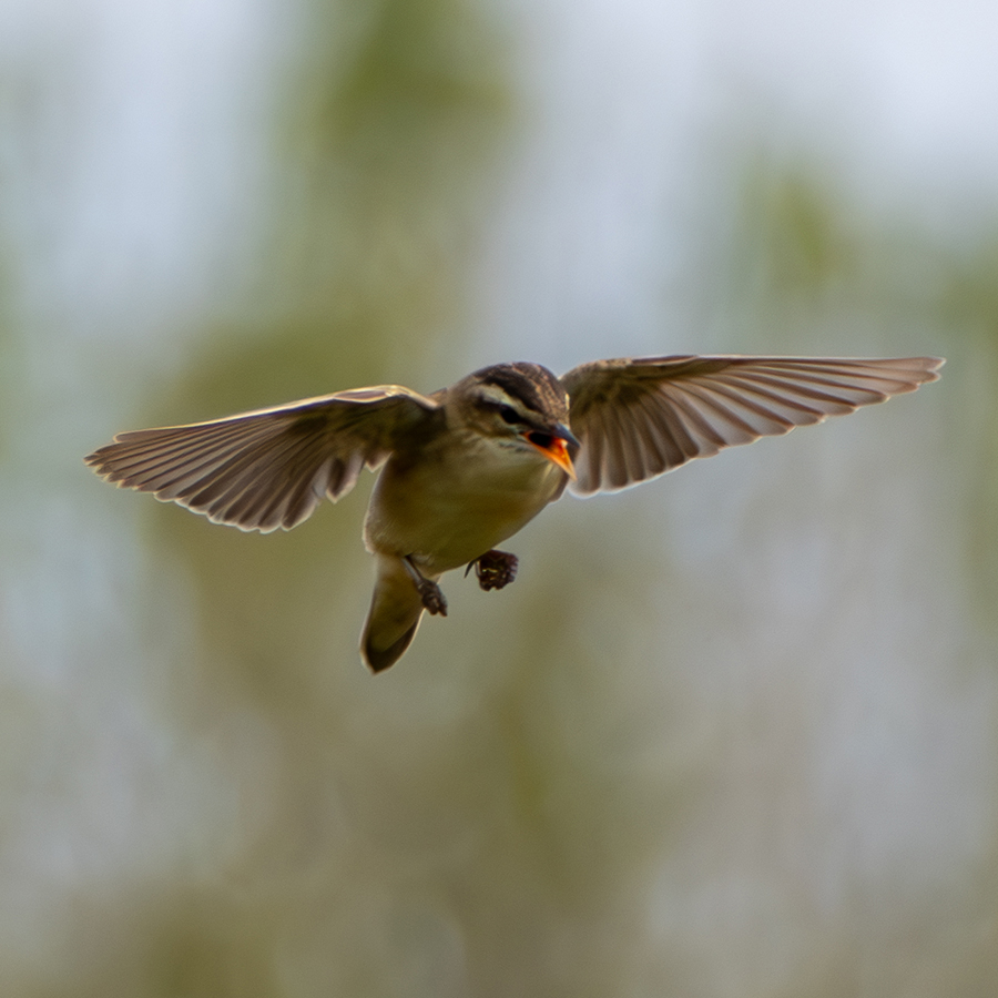 Sedge Warbler