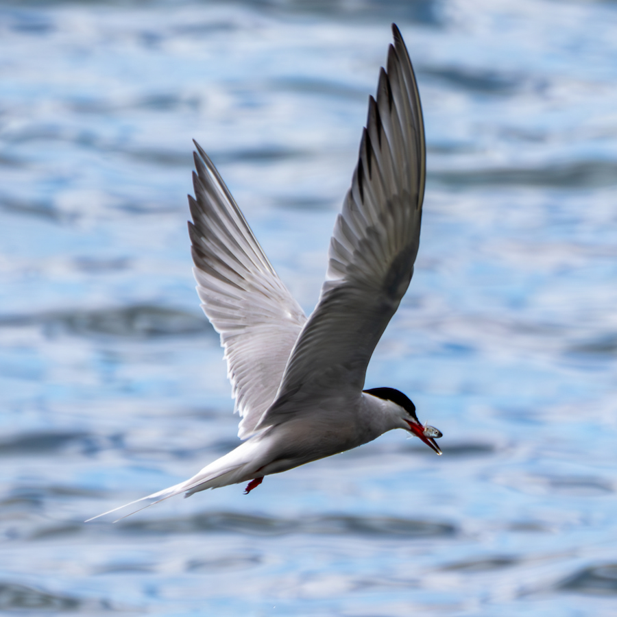 Common Tern