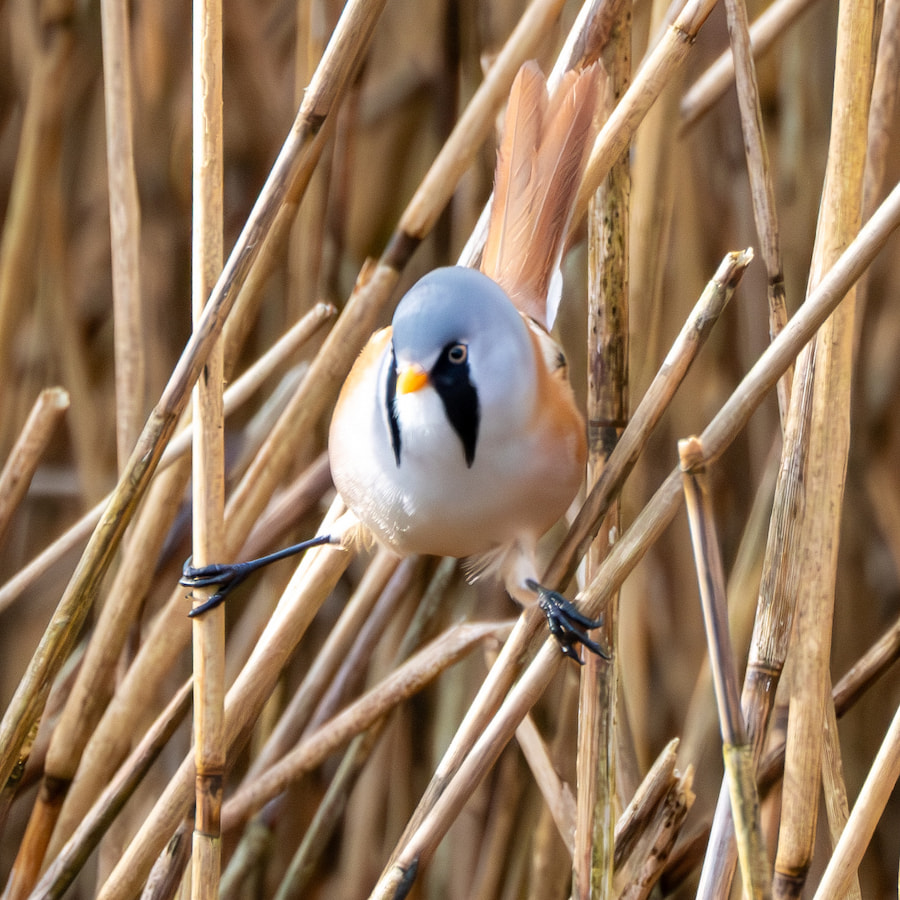 Bearded Tit