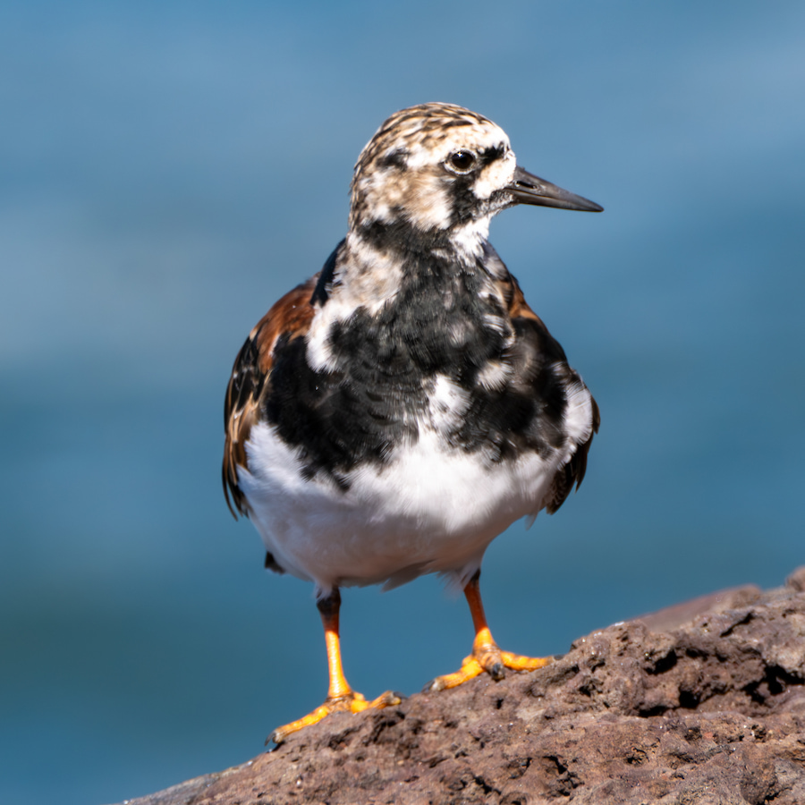 Turnstone