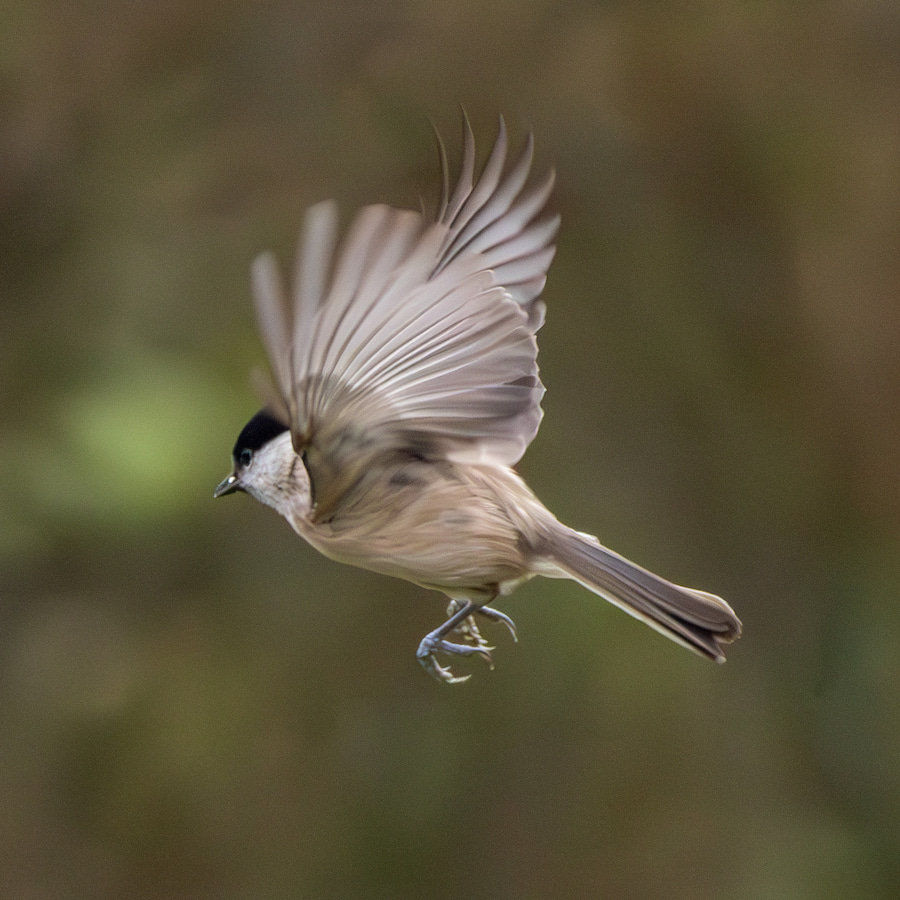 Marsh Tit