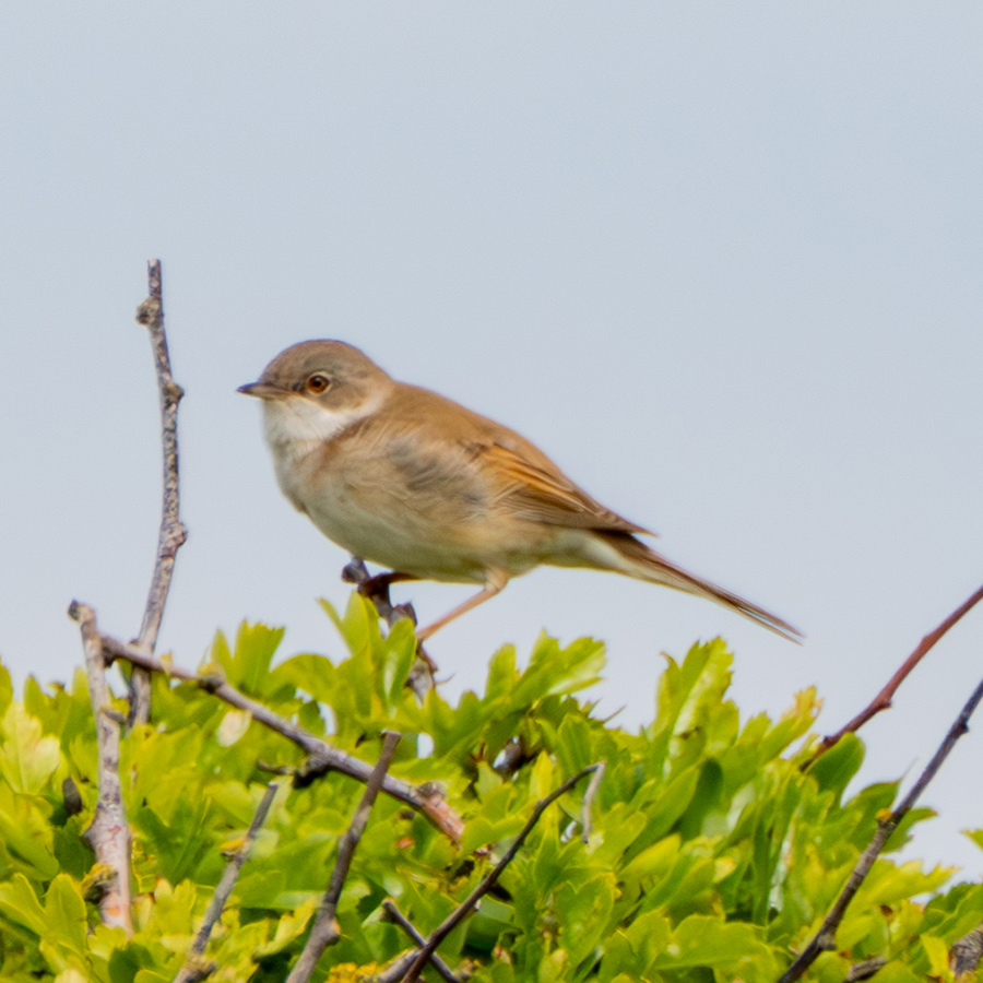 Whitethroat