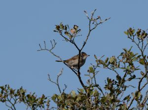 Whitethroat