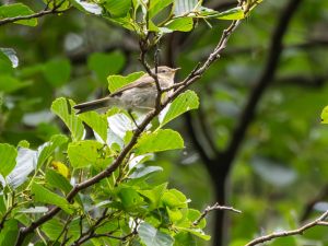Chiffchaff