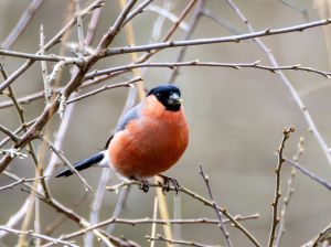 Bullfinch