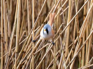 Bearded Tit