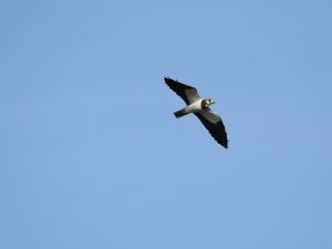 Lapwing