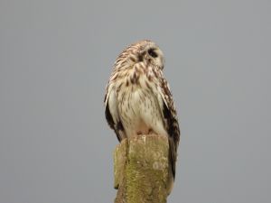 Short-eared Owl