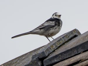 Pied Wagtail
