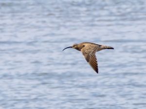 Whimbrel