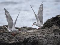 Common Tern