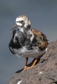 Turnstone