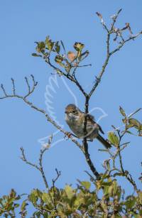 Whitethroat
